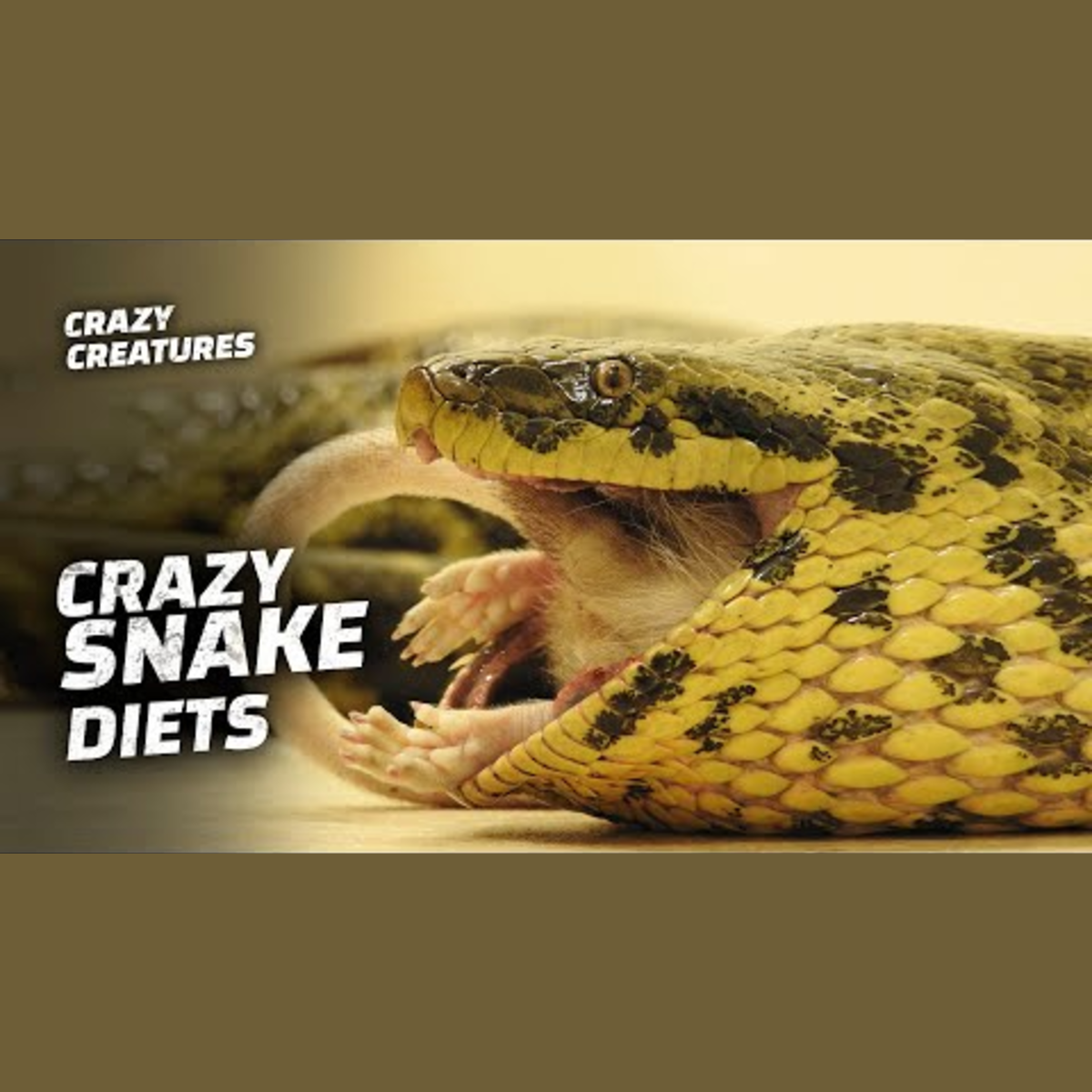 Can Snakes Really Swallow Large Prey? episode artwork