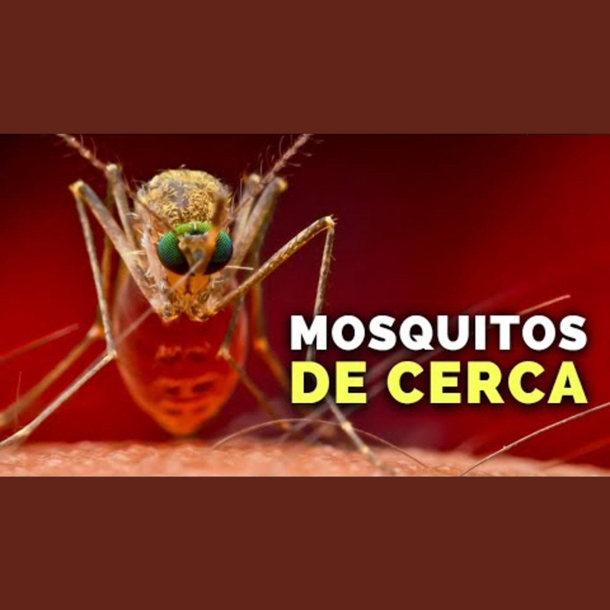 Animalogic En Español