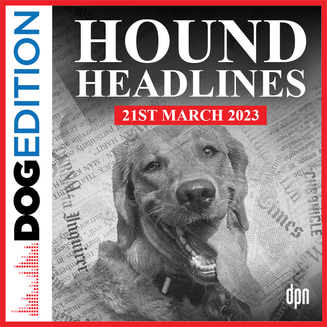 Hound Headlines 3/21/23 | Dog Edition #88