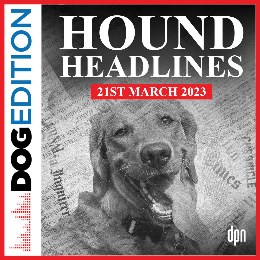 Hound Headlines 3/21/23 | Dog Edition #88 Hound Headlines 3/21/23 | Dog Edition #88