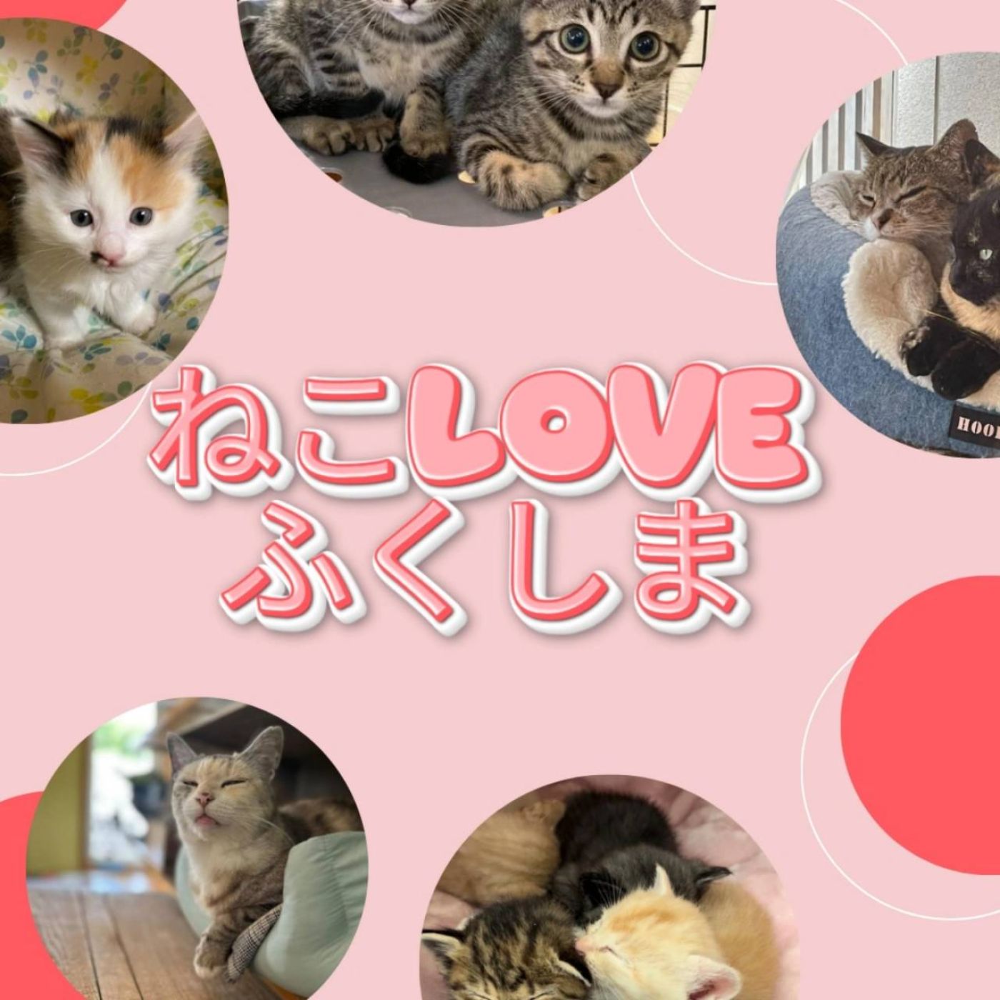 ねこLOVEふくしま