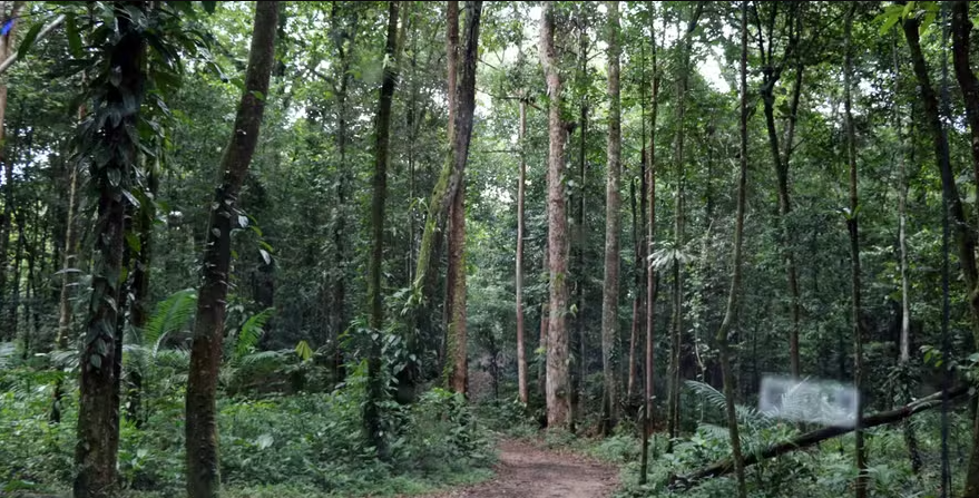 Arrancar uma flor ou jogar casca de fruta no chão: práticas em parques nacionais podem render multa