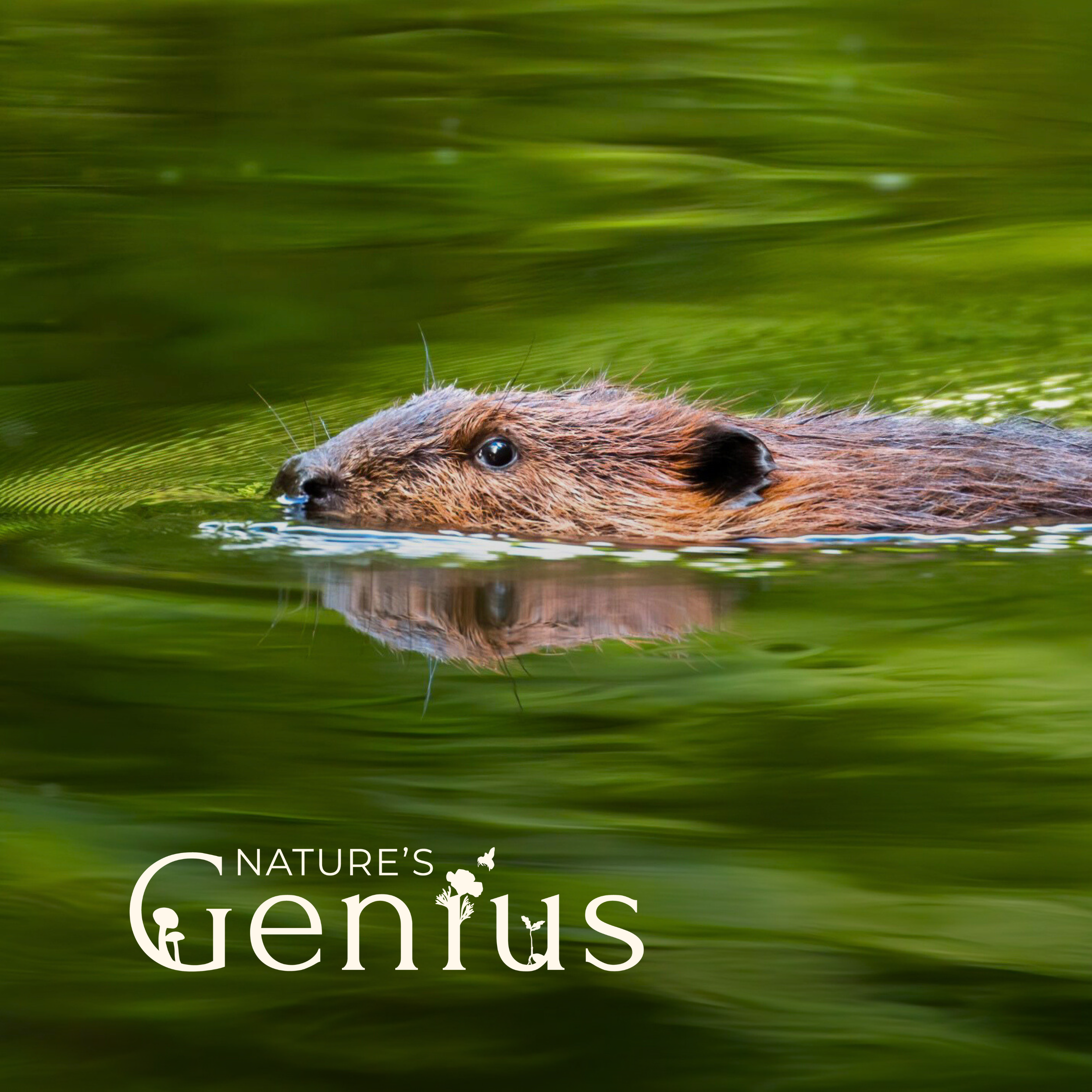 Beaver Believers: How to Restore Planet Water