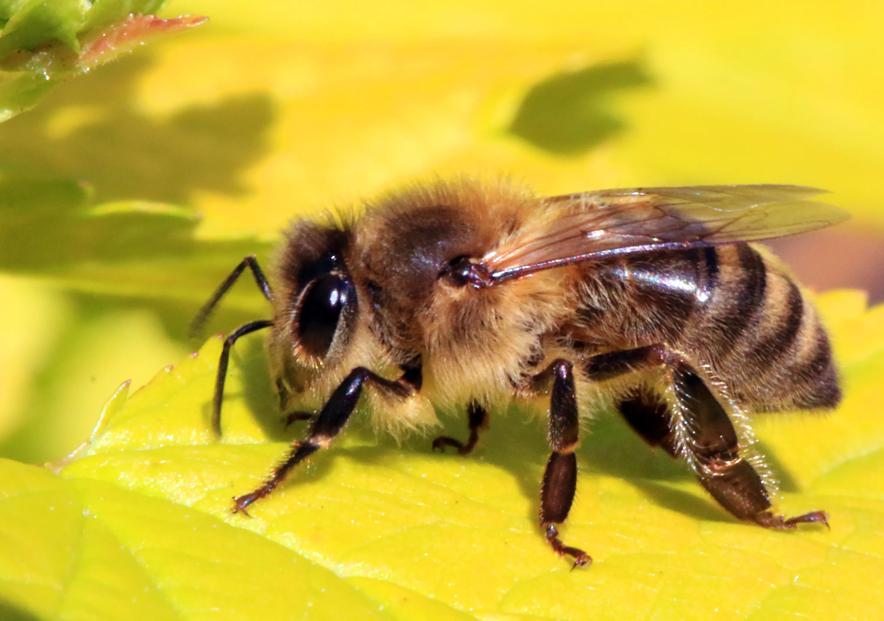 Secrets of the Bees with Dr. Sammy Ramsey episode artwork