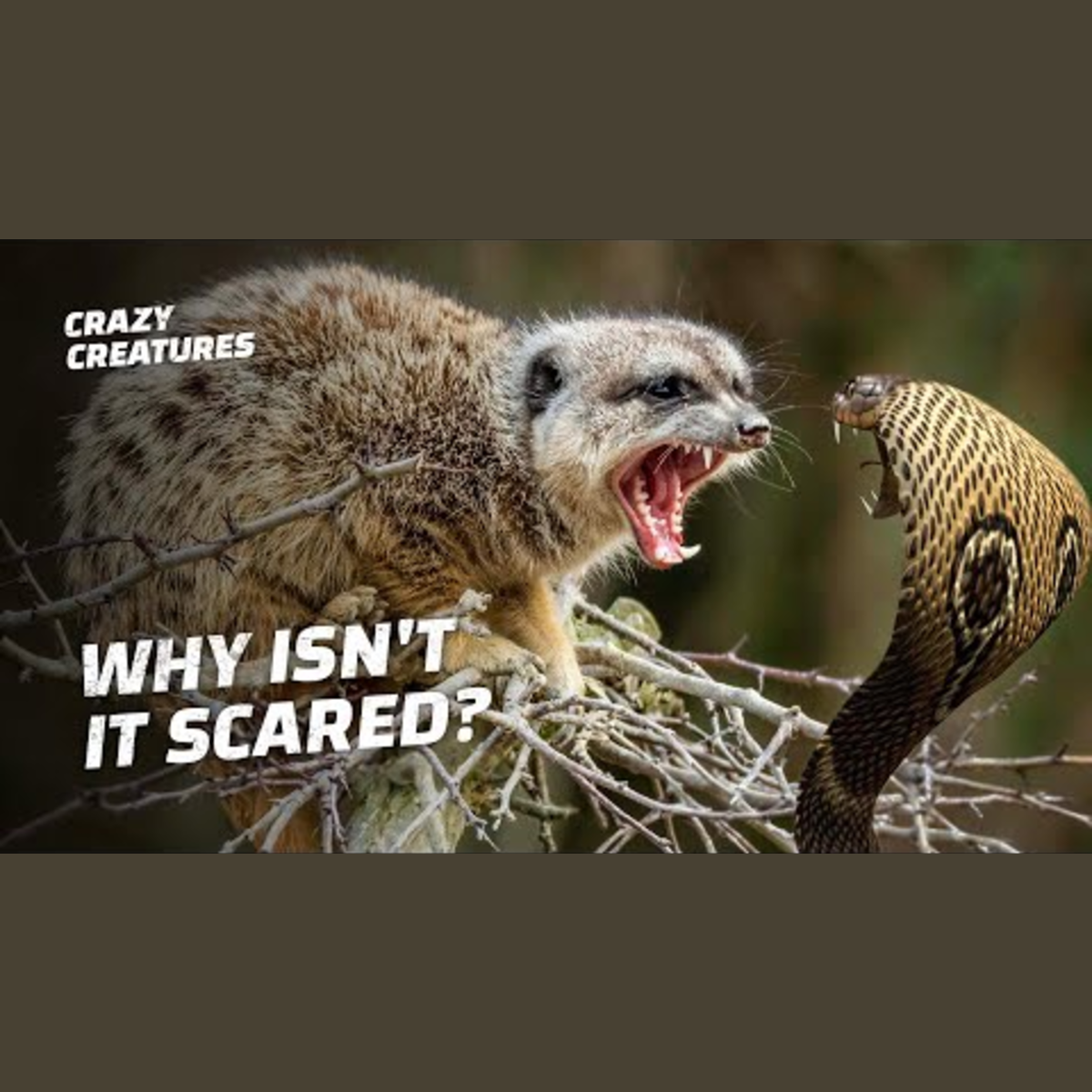 Wild Survival: Nature's Fiercest Battles and Escapes episode artwork