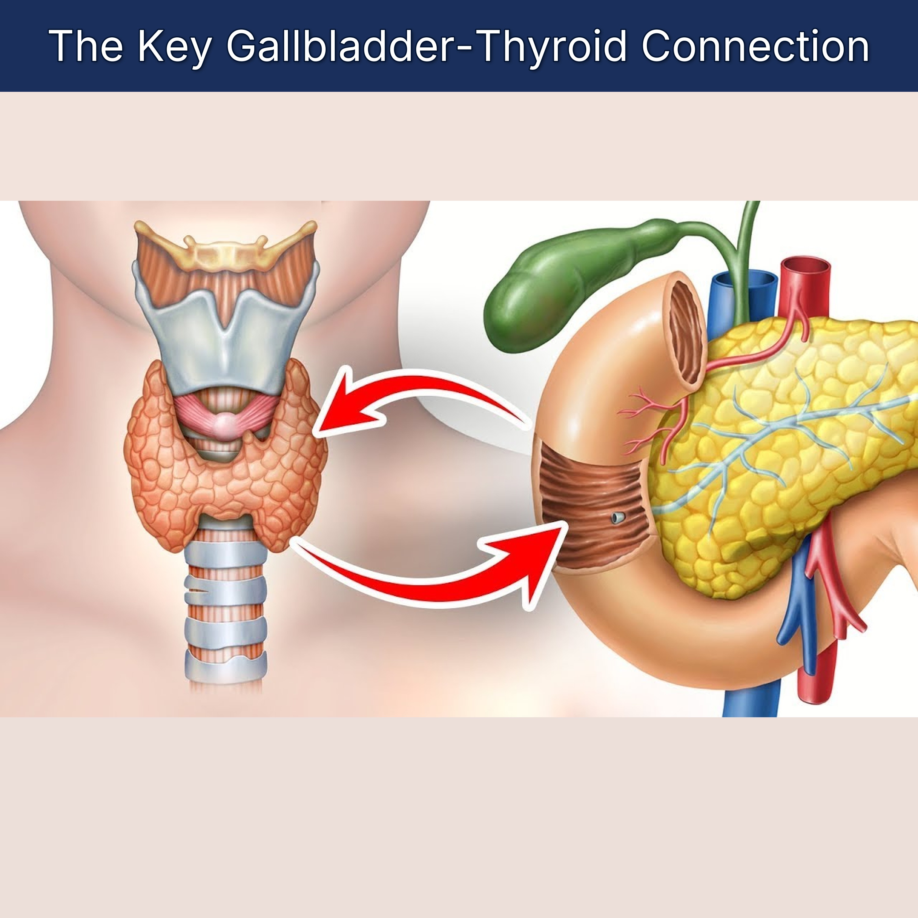 The Key Gallbladder-Thyroid Connection
