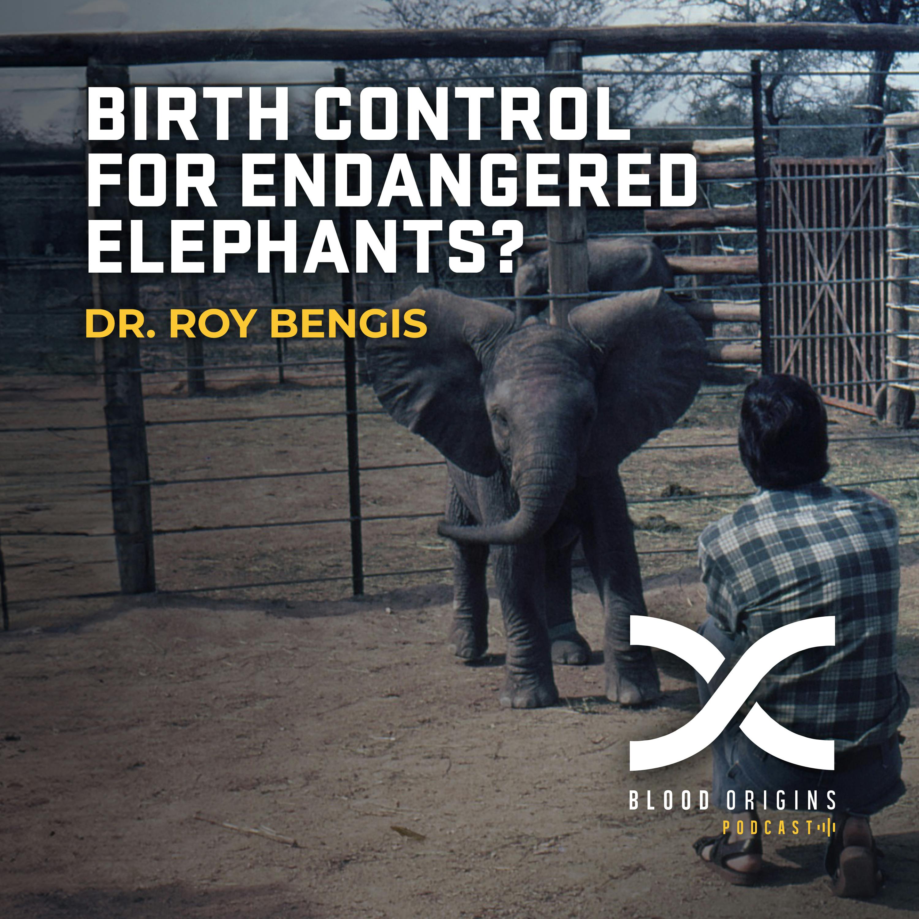 Episode 495 - Dr. Roy Bengis || Birth Control For Endangered Elephants?