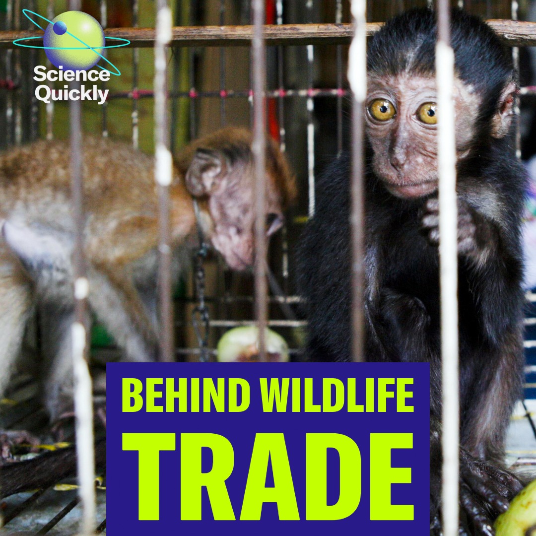 The wildlife trade may be speeding up the next pandemic