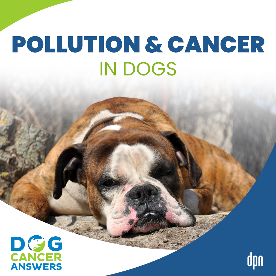Pollution and Cancer in Dogs | Dr. Lauren Trepanier #176