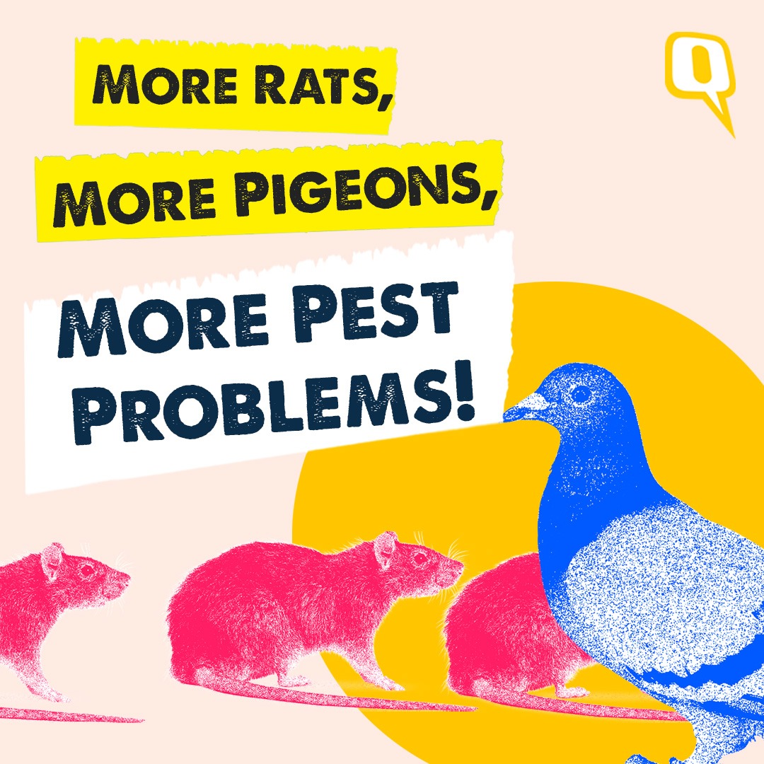 Why You're Likely to See More Pigeons and Rats in Your City | The Quint episode artwork