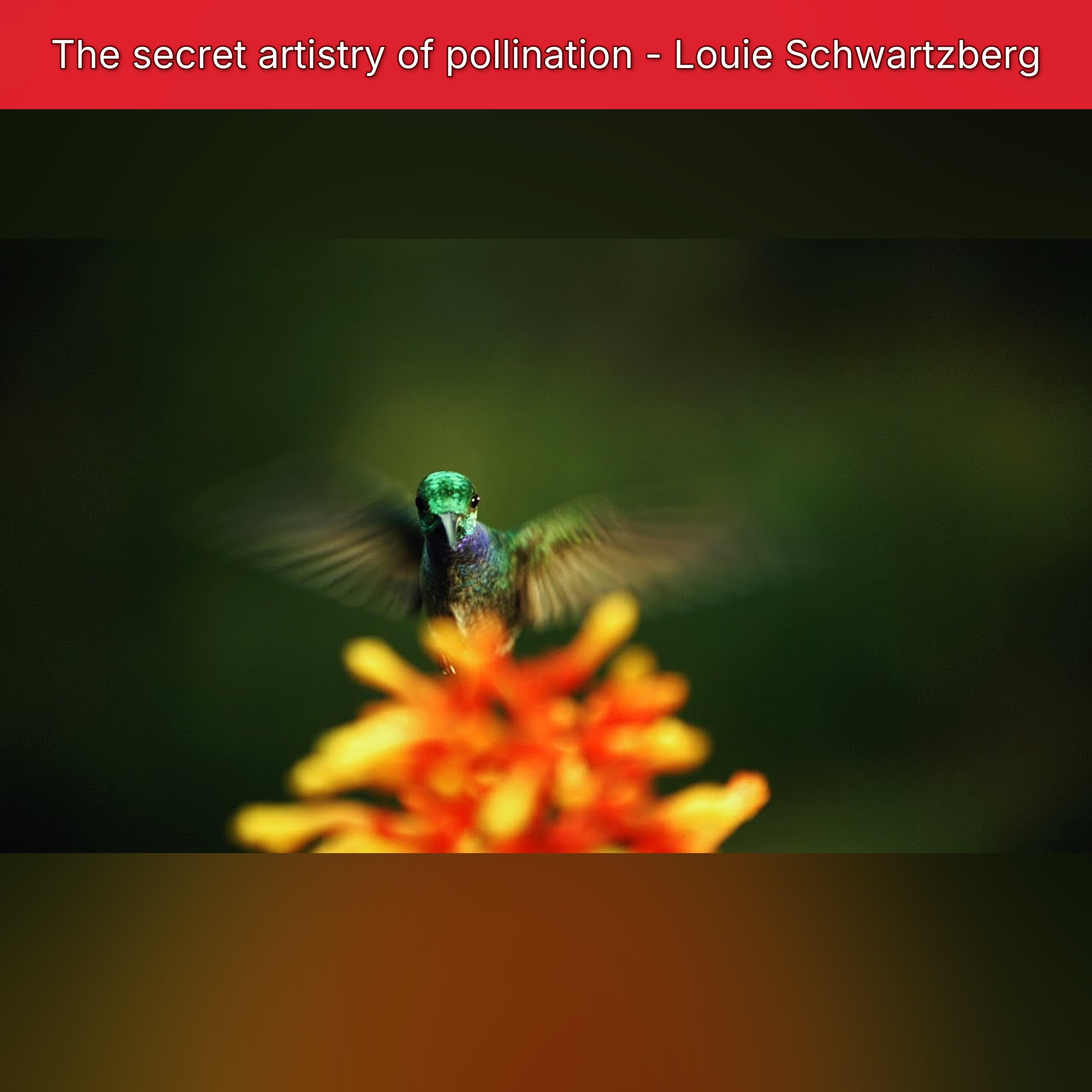 The secret artistry of pollination - Louie Schwartzberg episode artwork