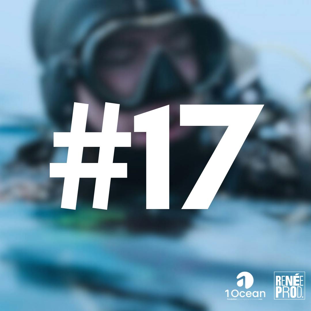 Plongeon dans les posidonies Plongeon dans les posidonies