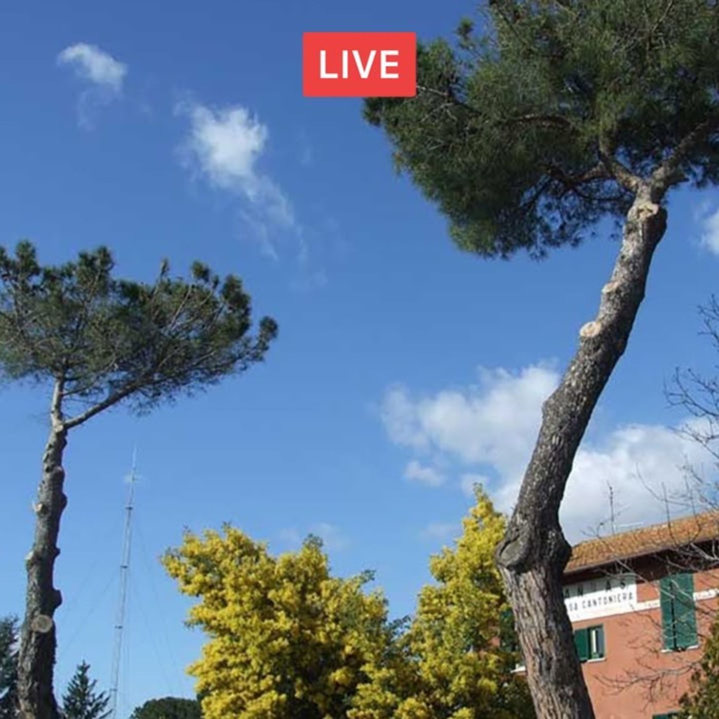 Potatura dei pini e altre conifere. Follia capitozzatura - parte II