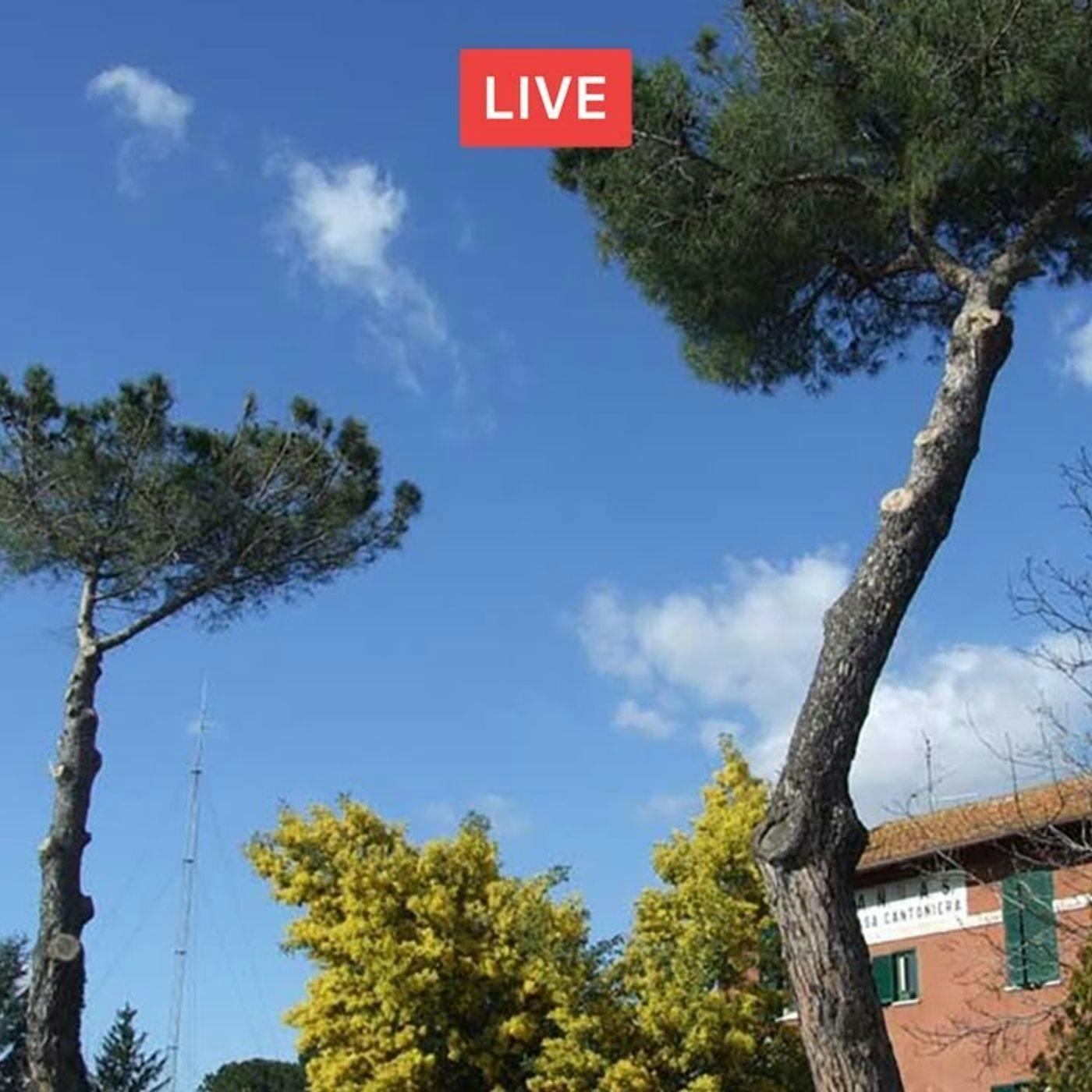 Potatura dei pini e altre conifere. Follia capitozzatura - parte II Potatura dei pini e altre conifere. Follia capitozzatura - parte II