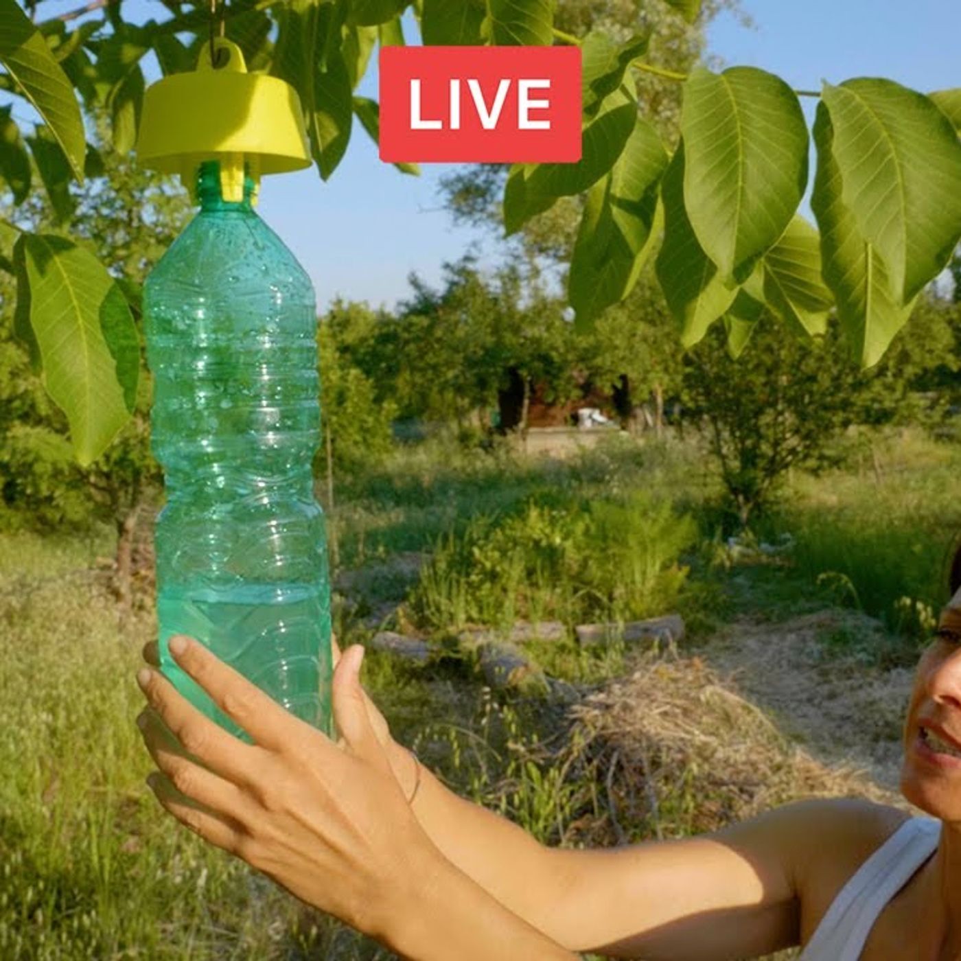 Salva il tuo frutteto. Rimedi per la mosca della frutta e buone pratiche