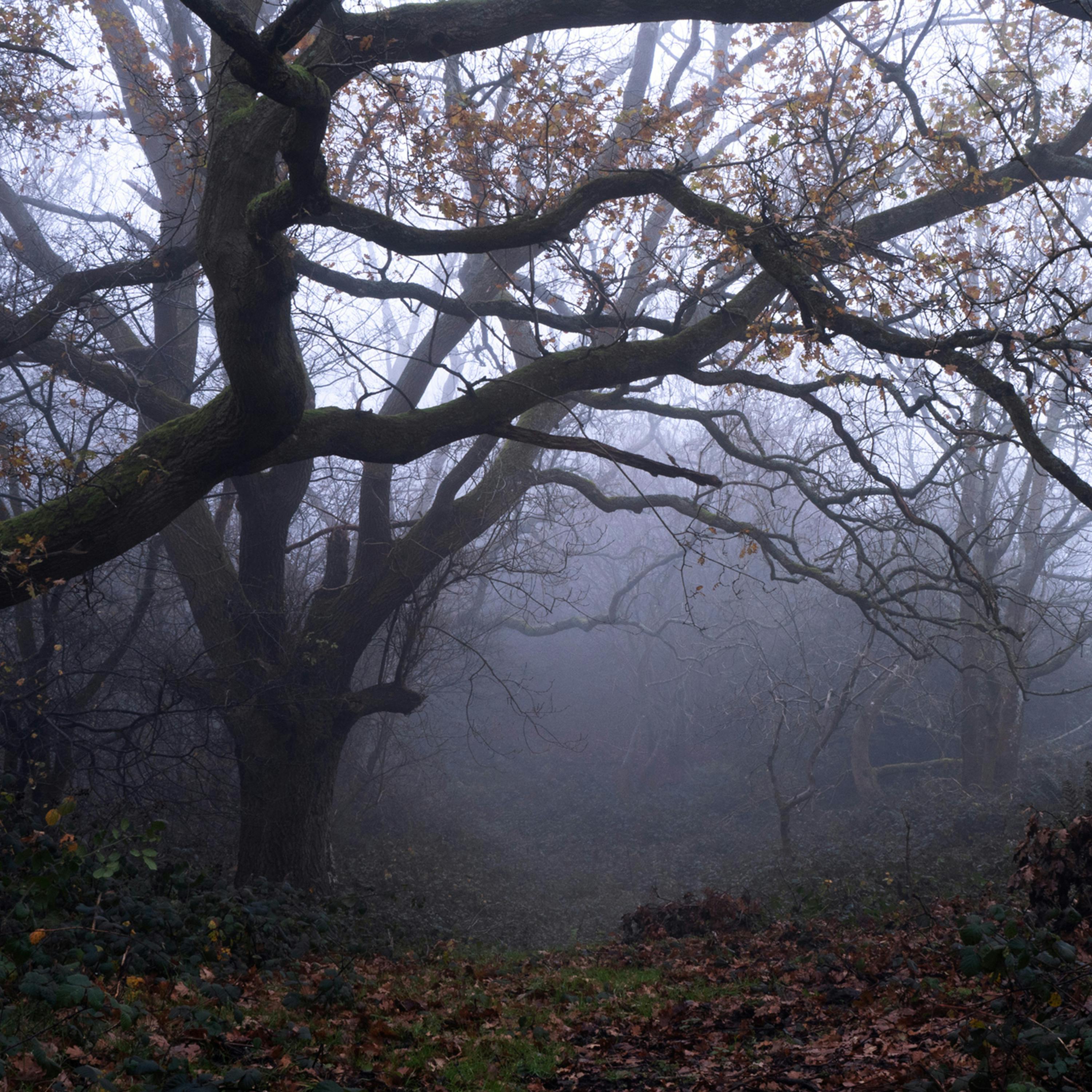 Sound Escape 168. A misty evening in a Lake District forest