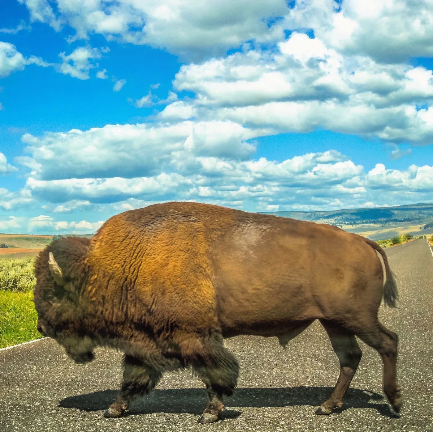 #13: The Great American Bison Road Trip #13: The Great American Bison Road Trip