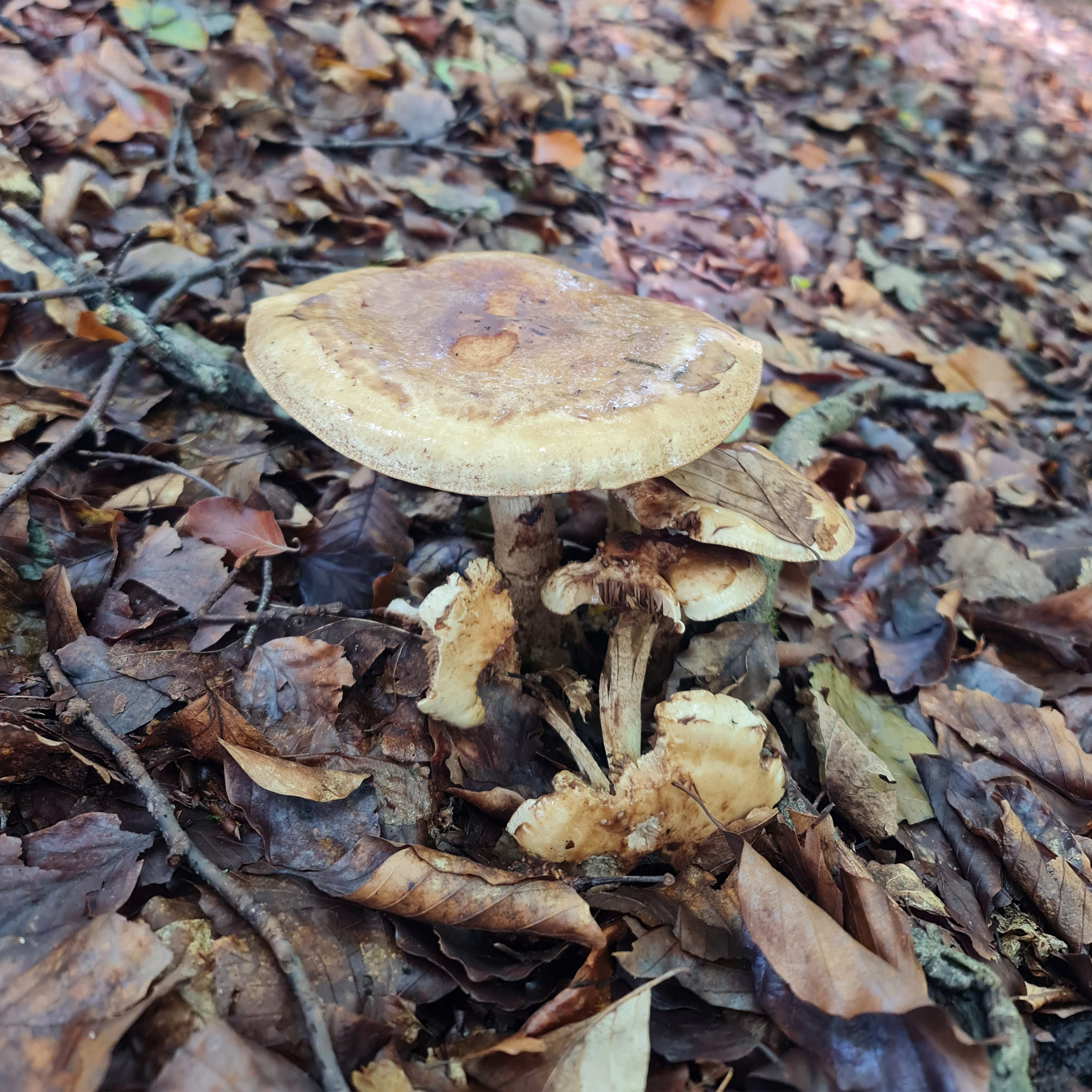 Sound Escape 242. Footsteps though a beechwood full of fungi