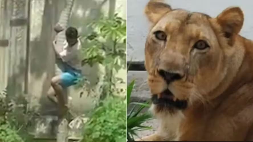 Homem atacado por leoa morreu após mordida no pescoço, mas animal não comeu corpo, revela IML Homem atacado por leoa morreu após mordida no pescoço, mas animal não comeu corpo, revela IML