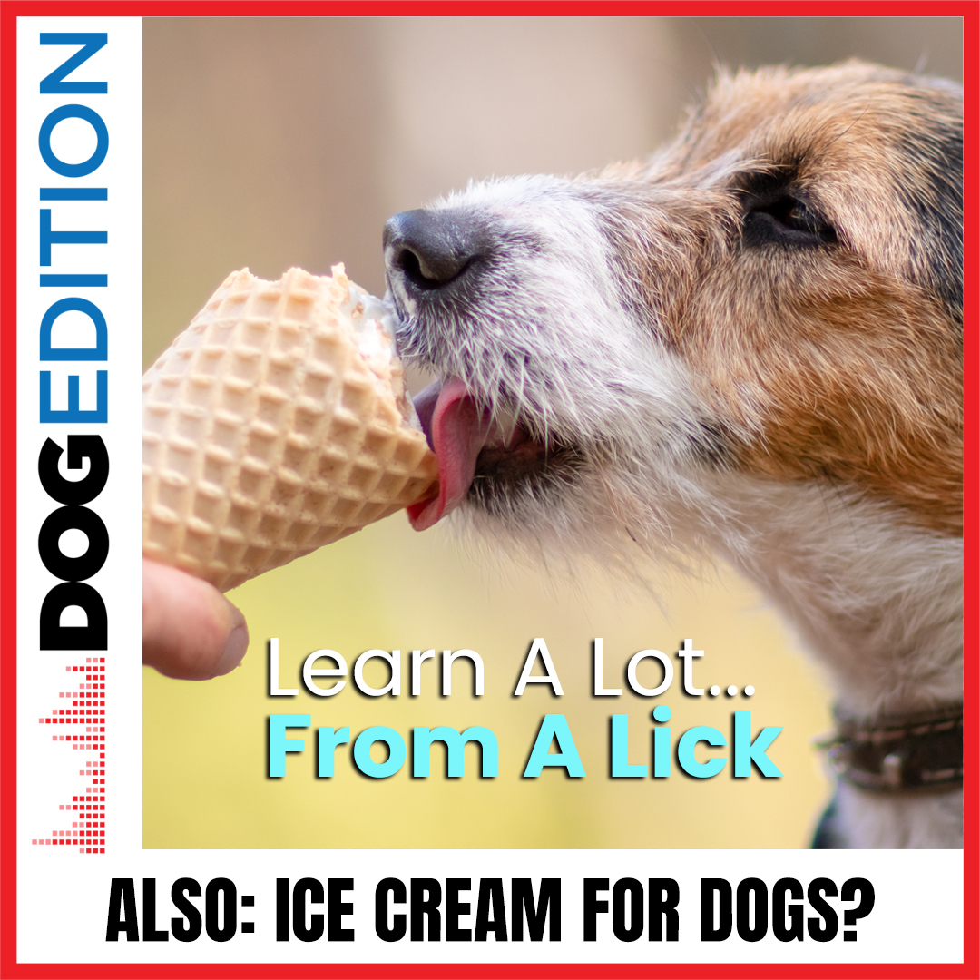 Learn A Lot From A Lick | Ice Cream for Dogs? | Dog Edition #29