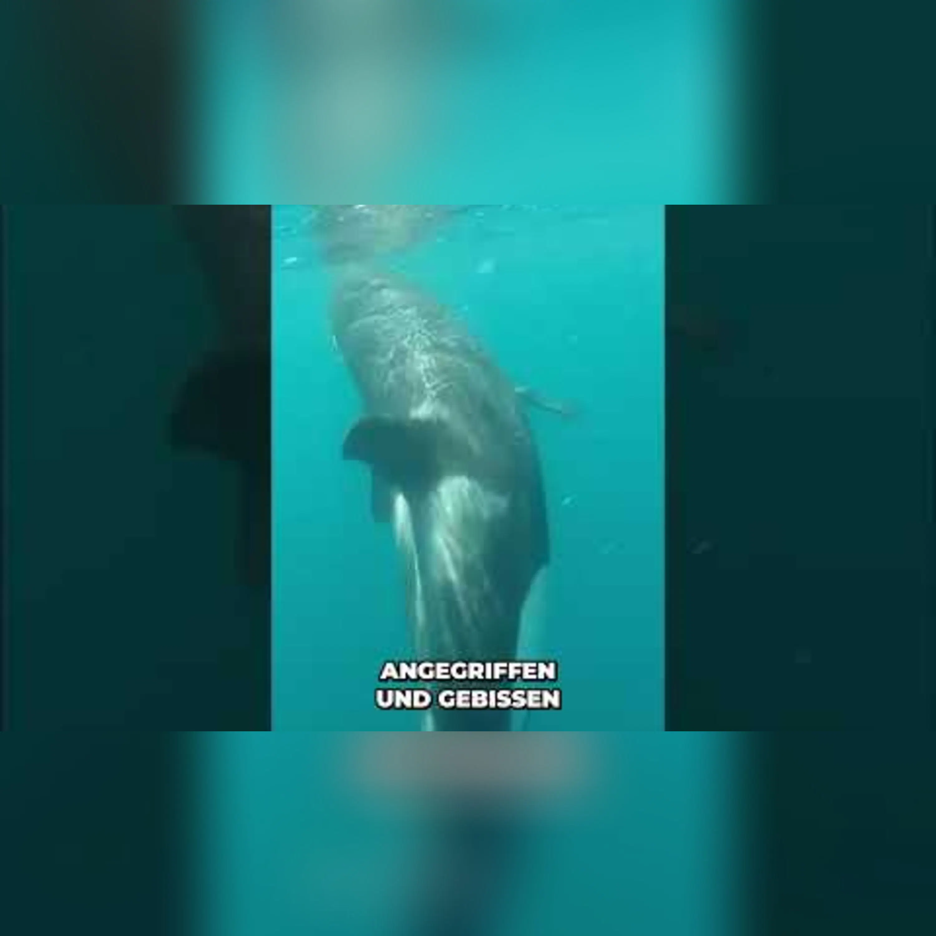 Tilikums tragische Geschichte Vom Ozean zur Gefangenschaft #shorts Tilikums tragische Geschichte Vom Ozean zur Gefangenschaft #shorts