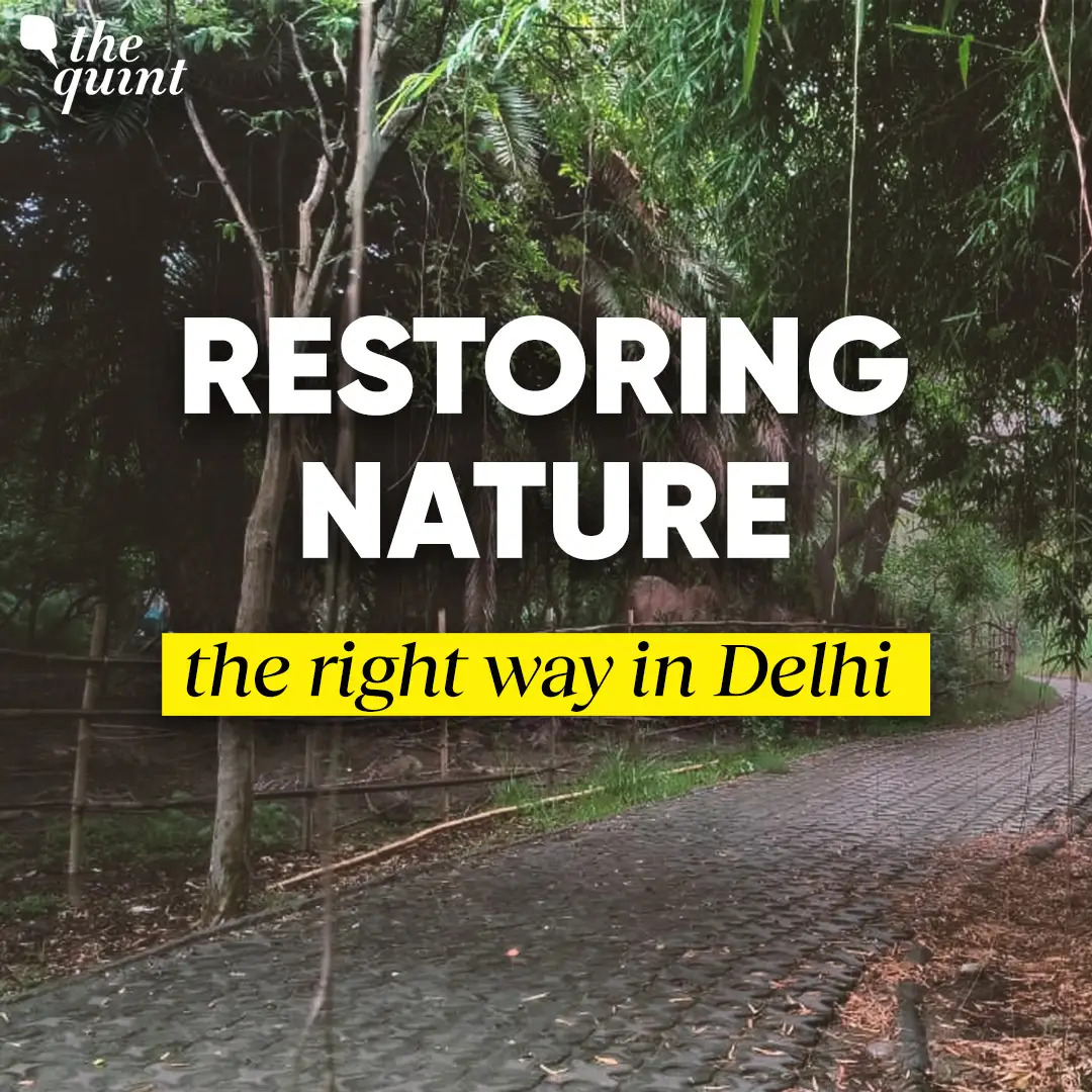 Can Urban Forests Save Delhi’s Future? A Walking Tour of Yamuna Biodiversity Park | The Quint episode artwork