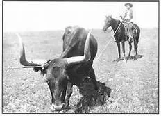 The Texas Cattle Drives of 1866 to 1890 Part 7 The Texas Cattle Drives of 1866 to 1890 Part 7