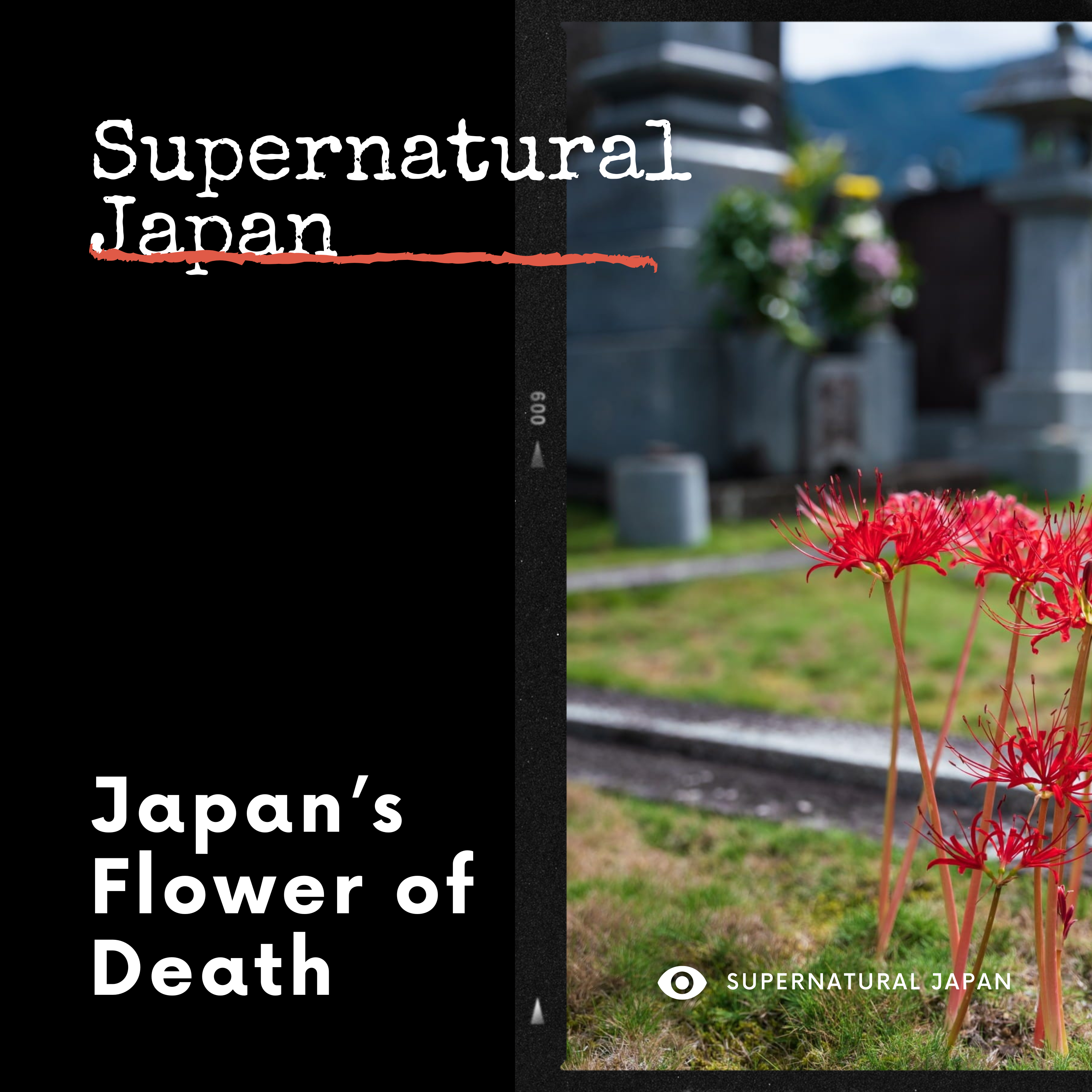 Japan’s Flower of Death