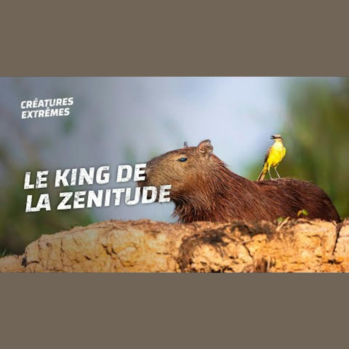 Chiller comme un capybara Chiller comme un capybara