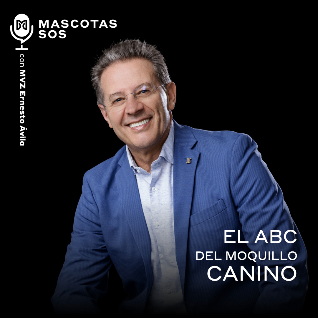 El ABC del moquillo canino