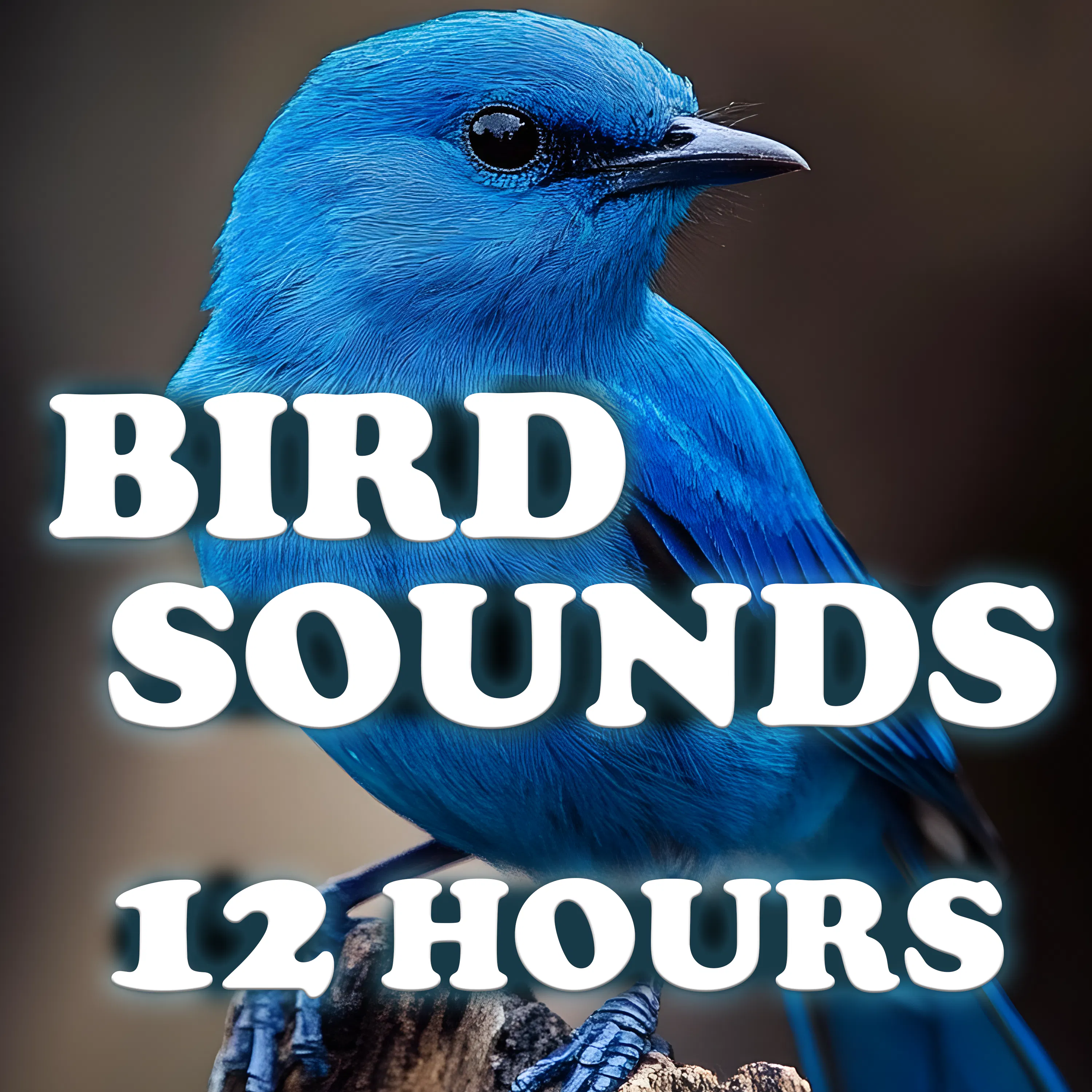 Mornings with Birds - 12 Hours of Gentle Sounds