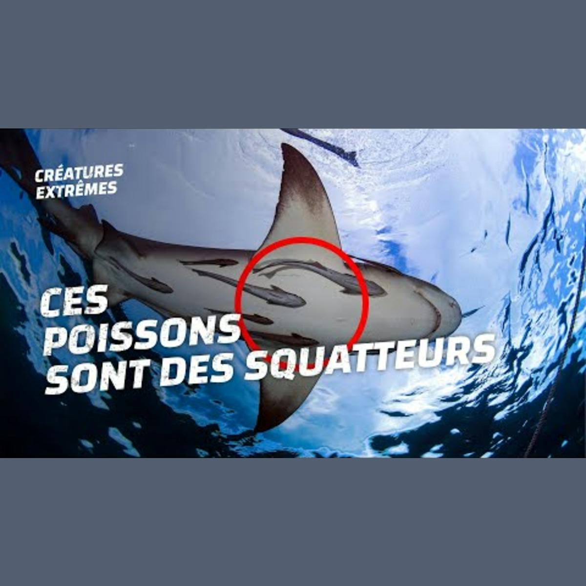 Voici le poisson ventouse ! Voici le poisson ventouse !