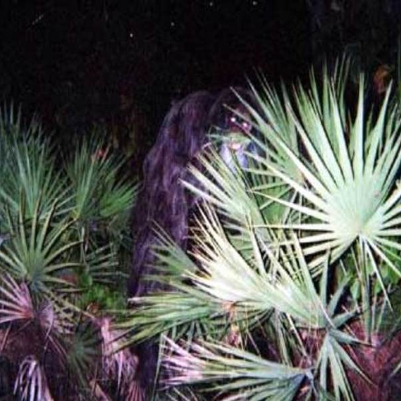 Episode 61 Skunk Apes and Florida Bigfeet episode artwork