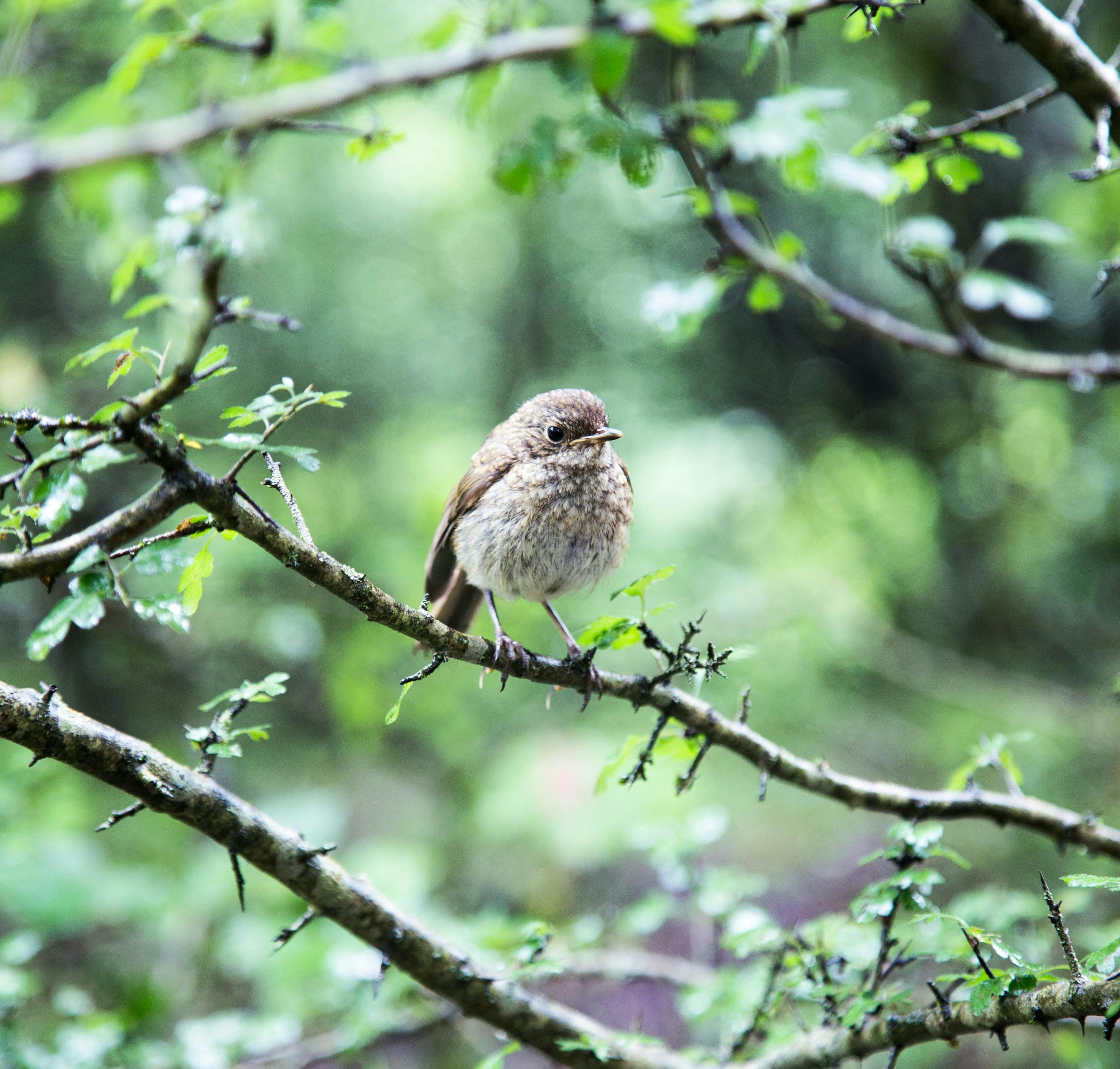 Windy Forest & Birds: An 8-Hour Ambient Serenade for Relaxation, Study, and Sleep