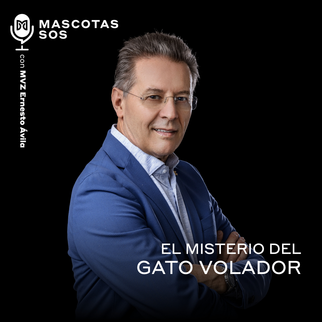 El misterio del gato volador