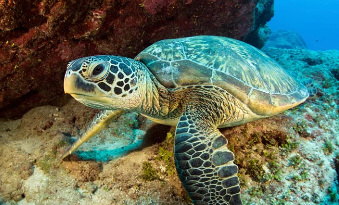 Green Sea Turtles Give Us Hope