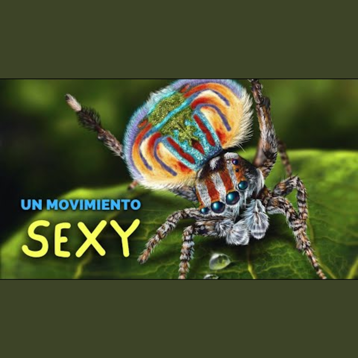 Animalogic En Español