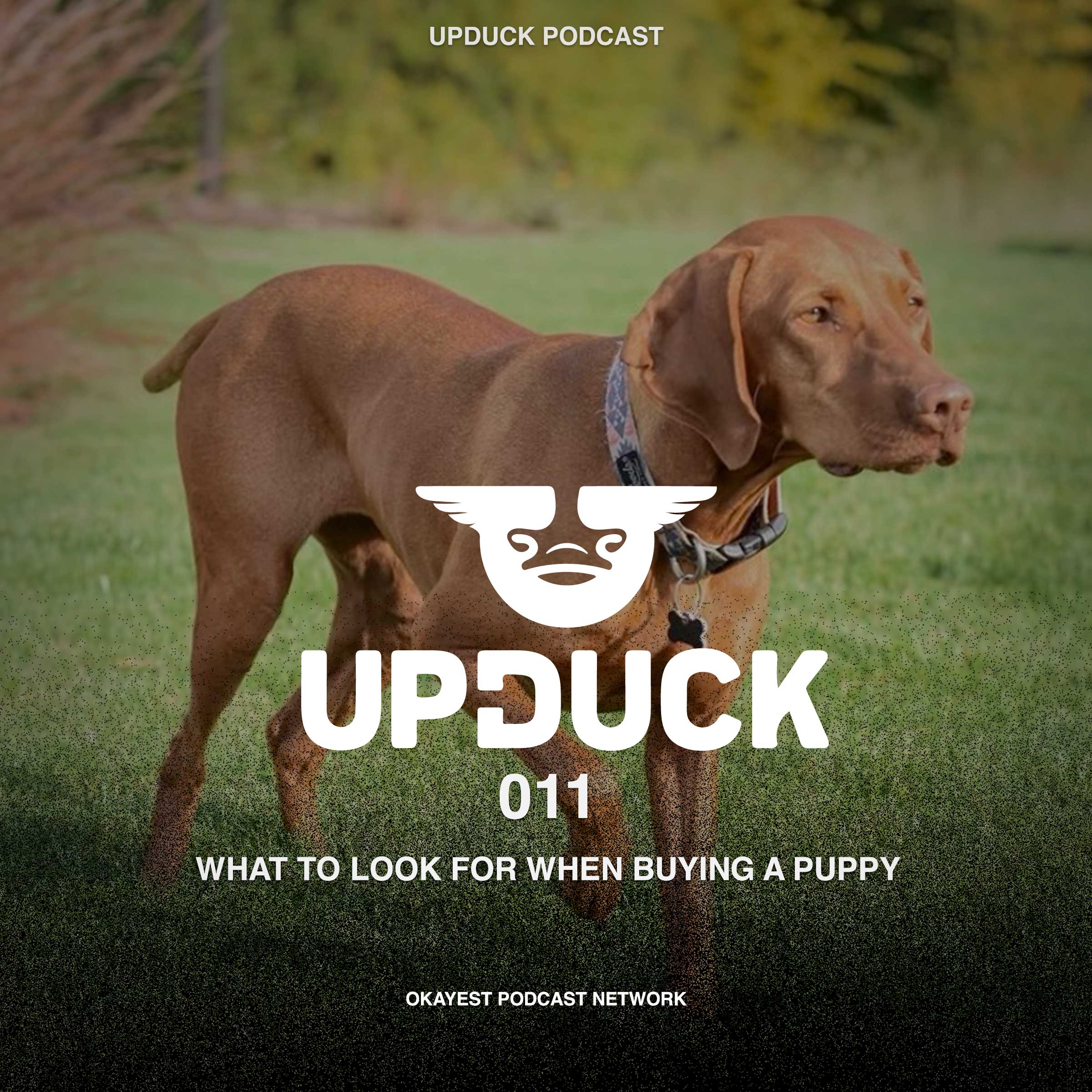 What to look for when buying a puppy episode artwork