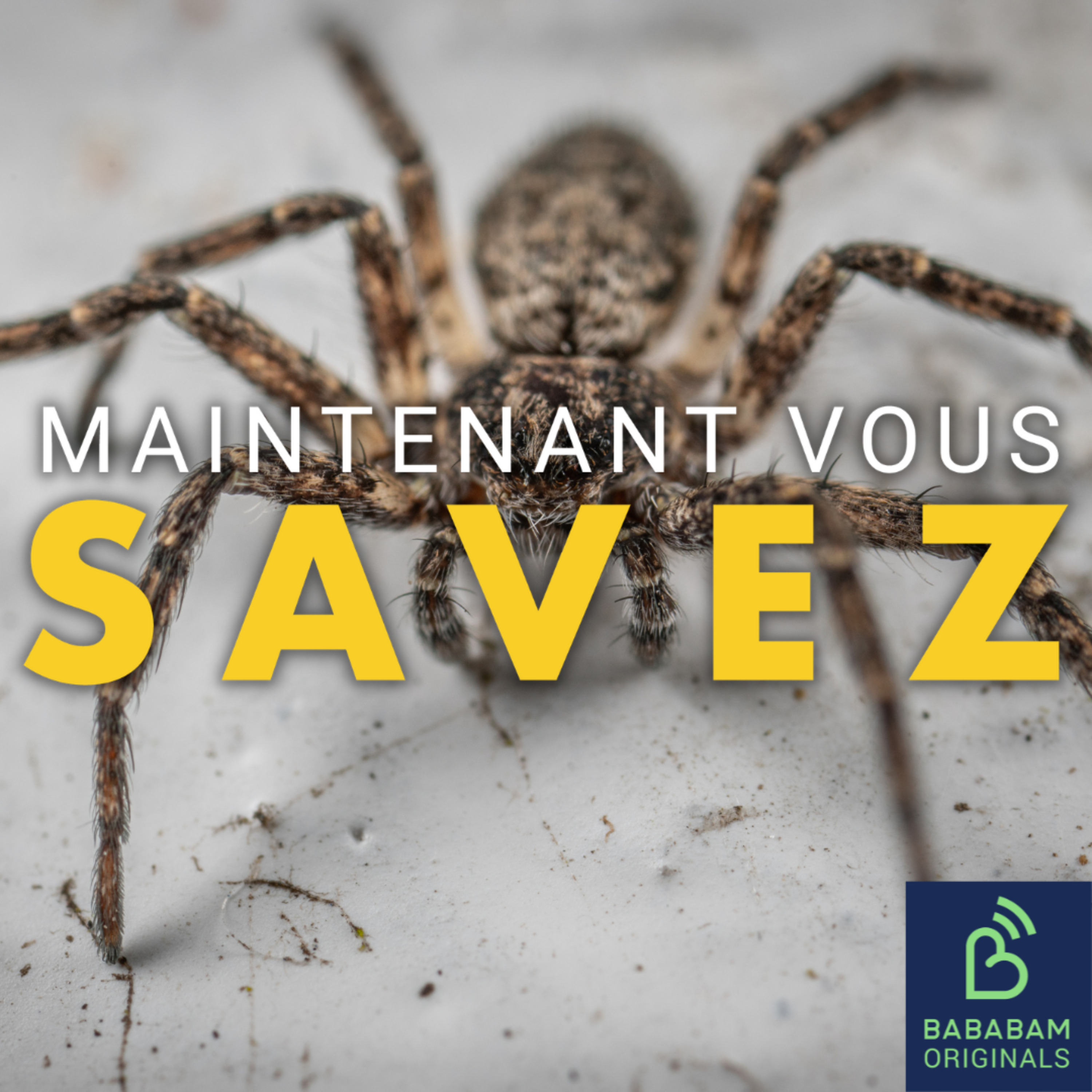 Pourquoi les araignées sont-elles utiles à votre maison ? 
