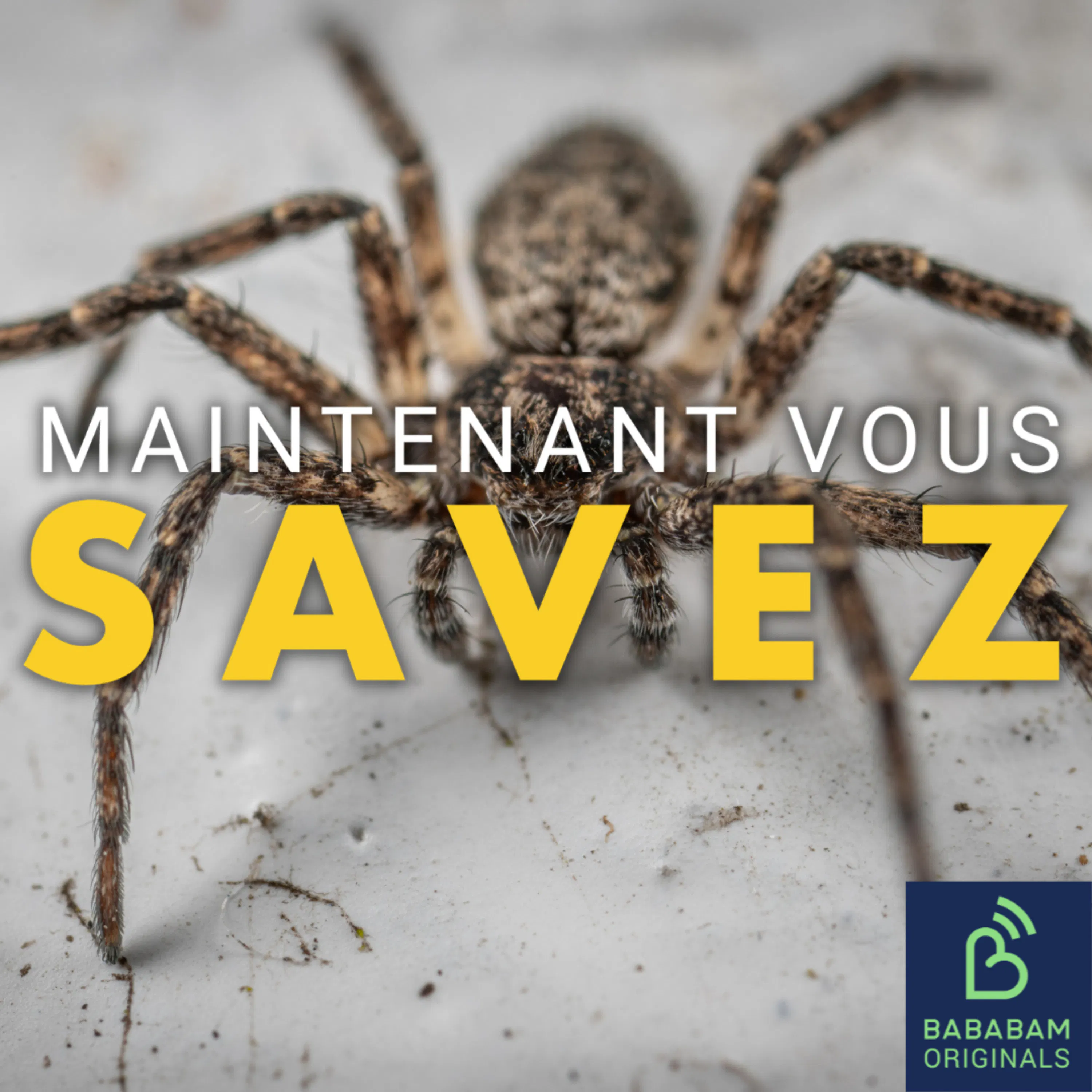 Pourquoi les araignées sont-elles utiles à votre maison ?