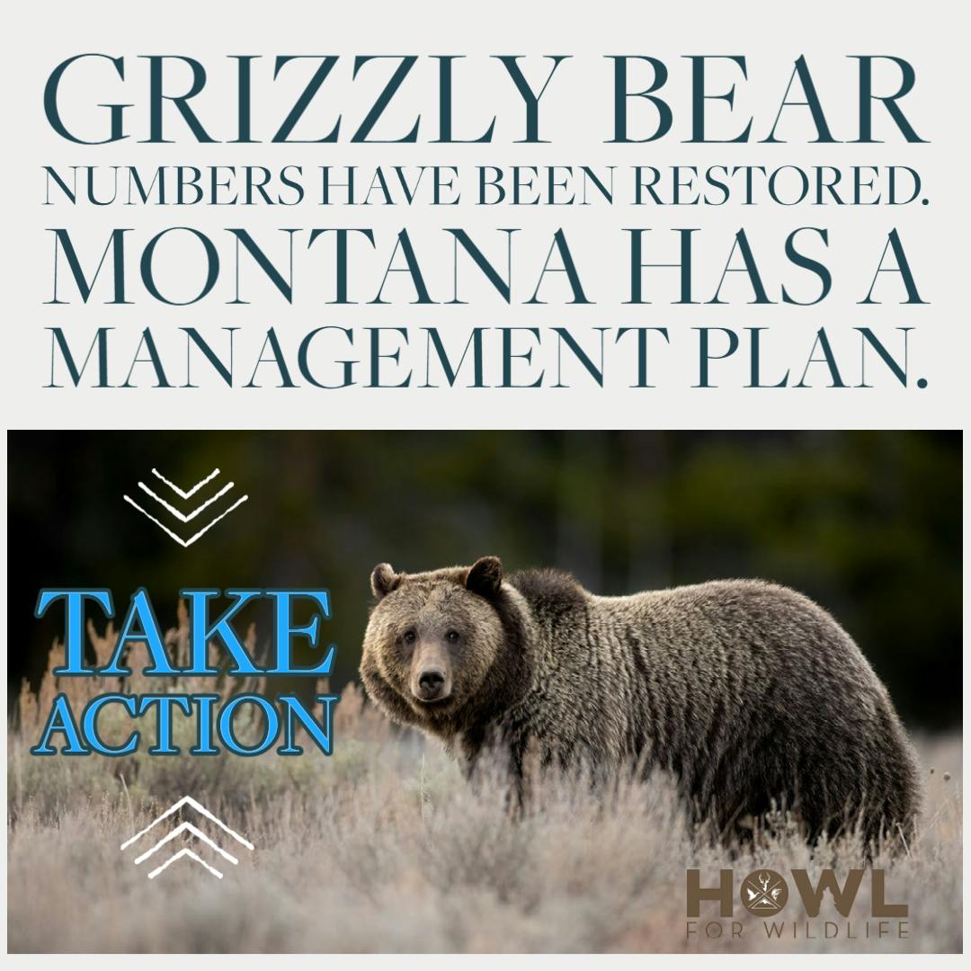 +Bonus - How Action Review - Montana Grizzly Bear Plan