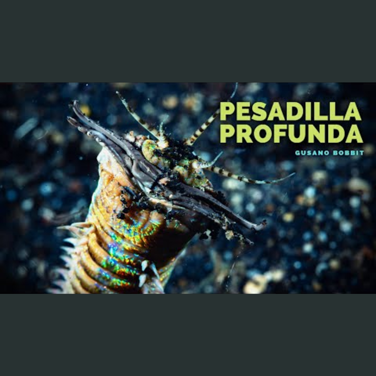 Animalogic En Español