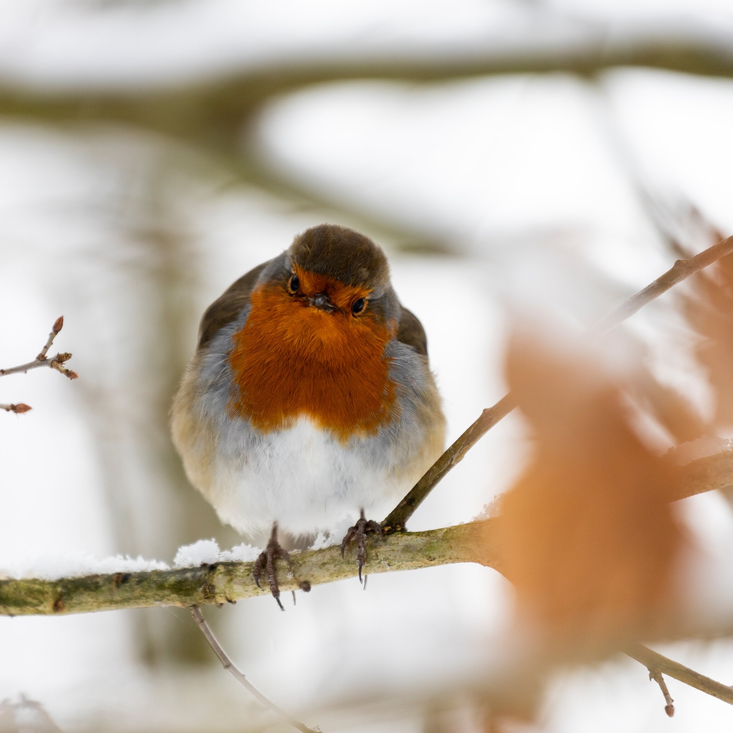 Feathers, Fruit and Fascinating Plants