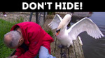 Swans Are Surprisingly Dangerous + 7 Cute Yet Vicious Creatures