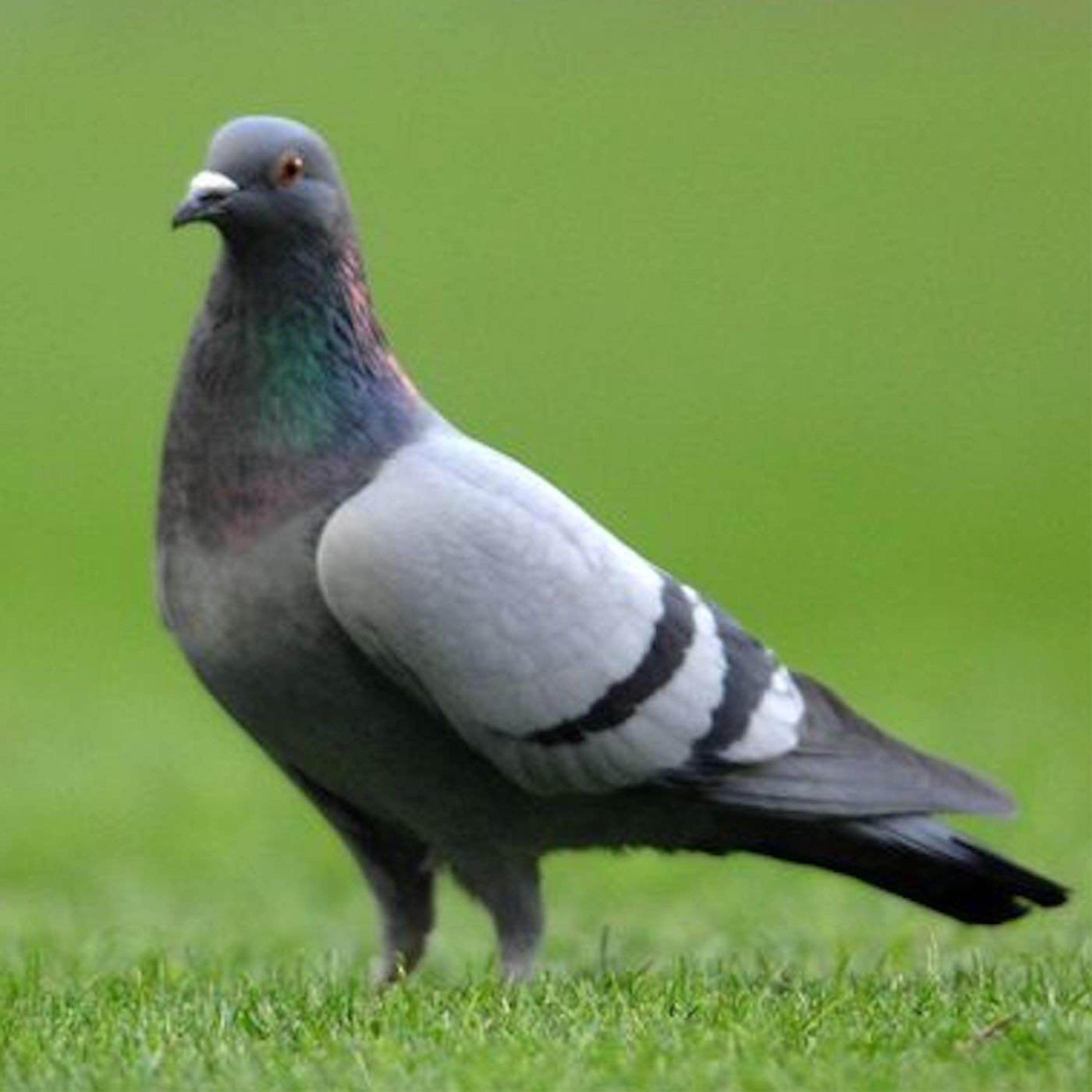 Pigeon Footed Gait