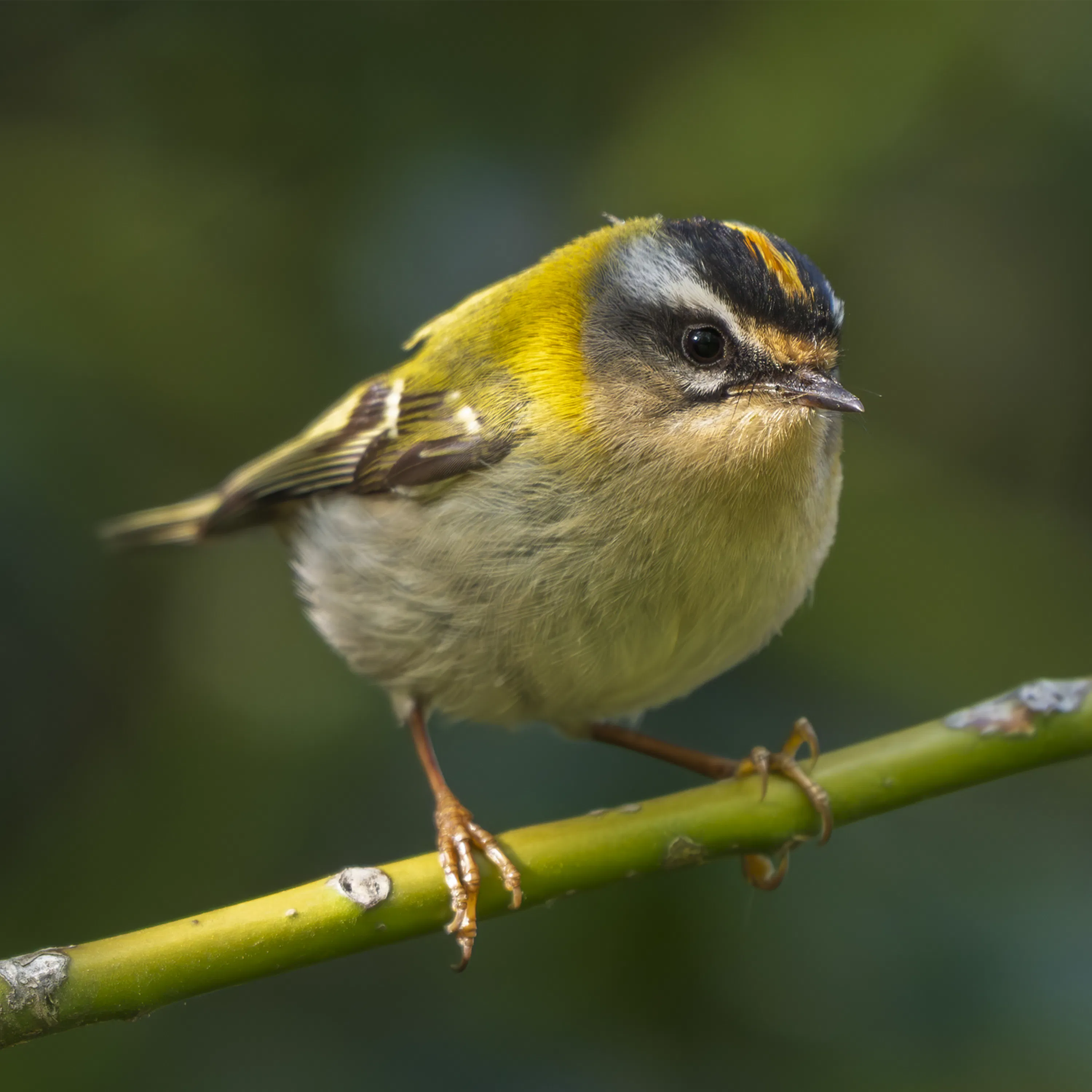 Sound Escape 268. Hear the spring song of the firecrest, Britain's smallest bird episode artwork