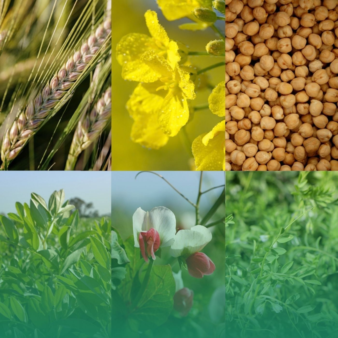 NVT new variety series 2026 - barley, canola, chickpea, faba bean, field pea and lentil