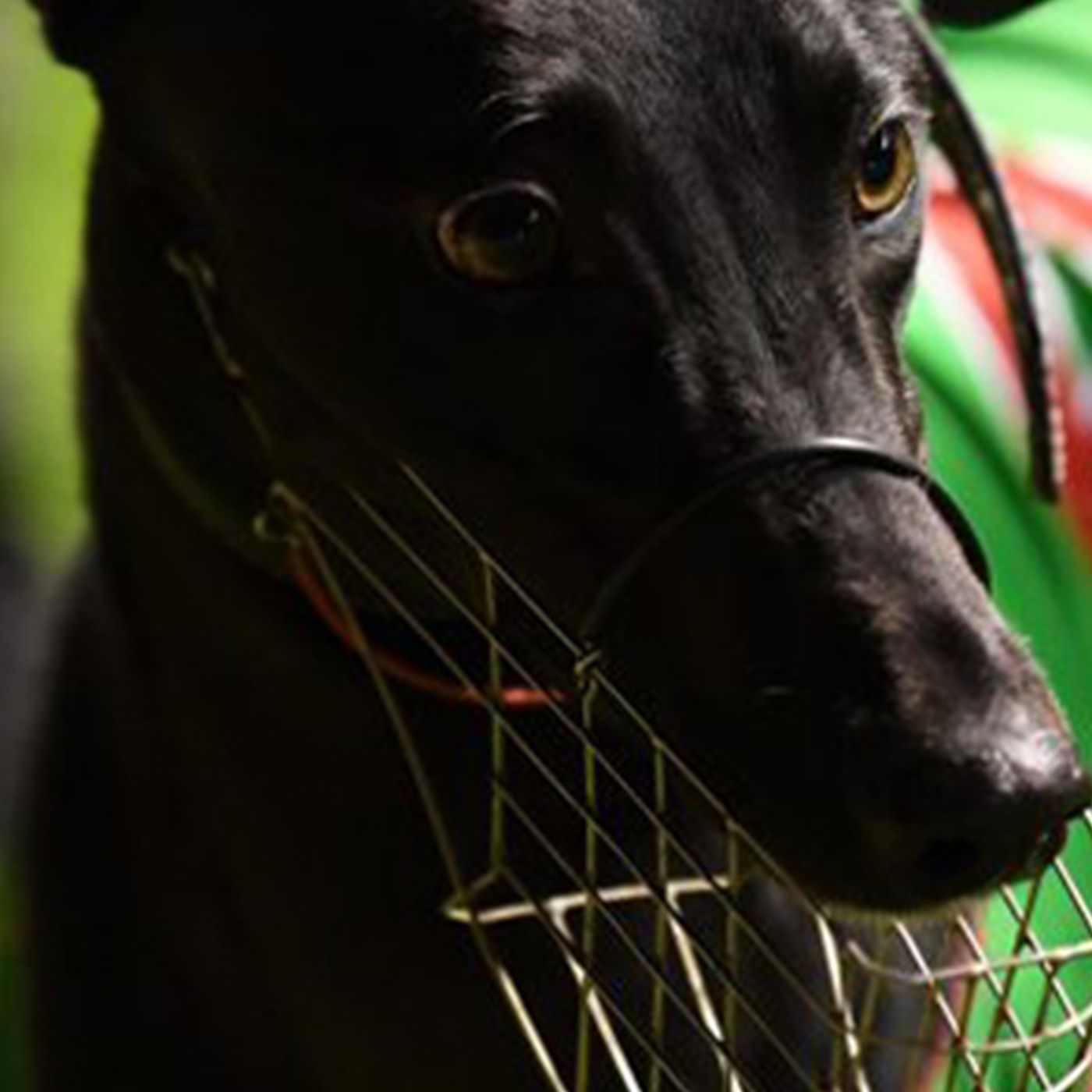 Jason Thompson has star greyhound Black Opium in the Easter Gift at Sandown tomorrow night. episode artwork