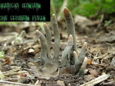 American Monsters: Climbers Fungus episode artwork