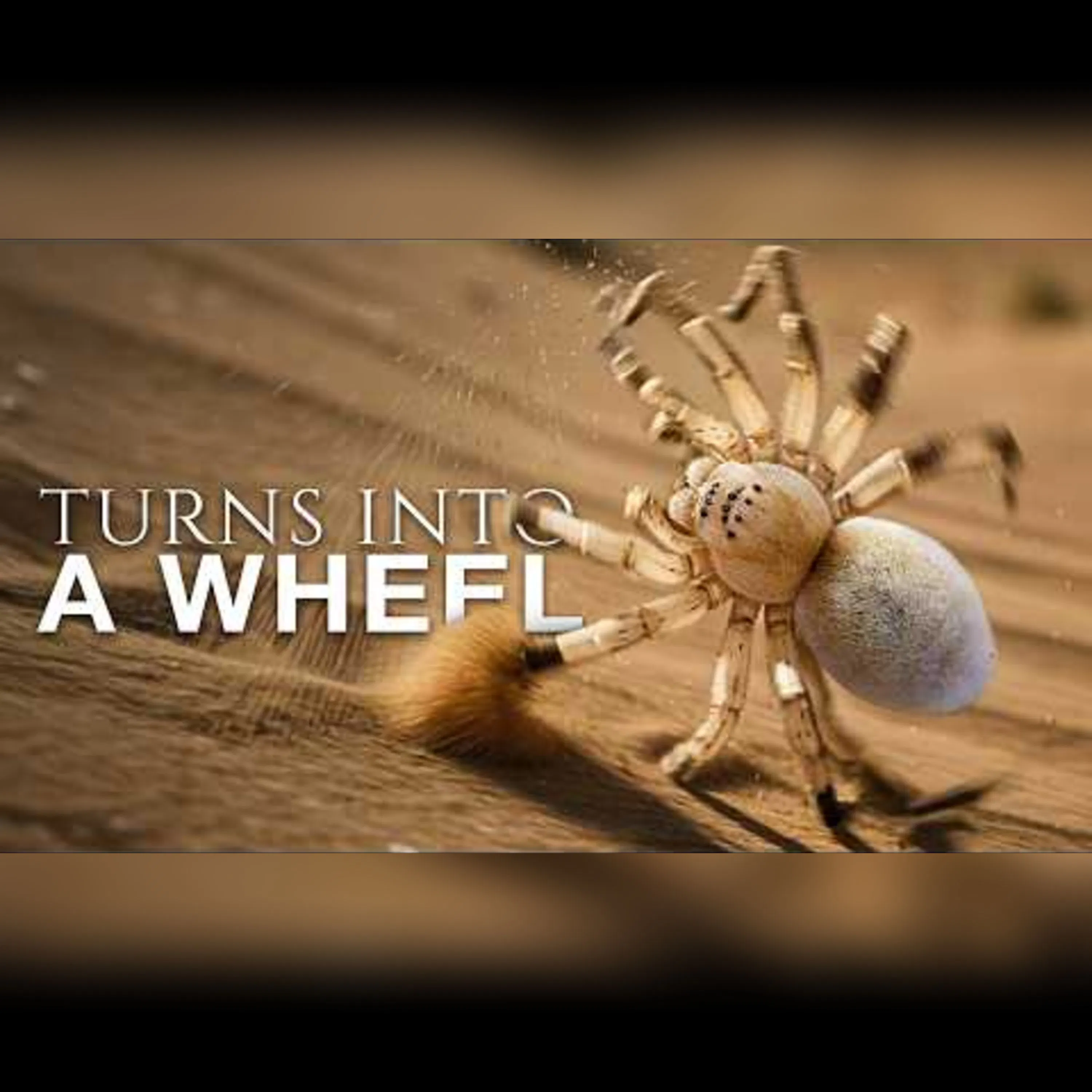The Wheel Spider's Unique Escape Tactic episode artwork